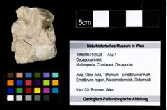 Foto (Objekt + Etikett) von Decapoda indet.  (NHMW-GEO-1990-0041-2528)